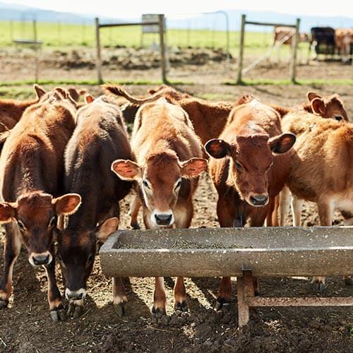 Cattle farming thumbnail