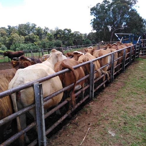 Sustainable poultry farming operations